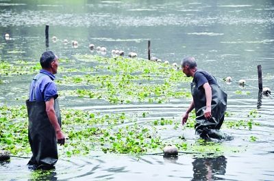 ǧ���ˮ��ֲ���������ú�������