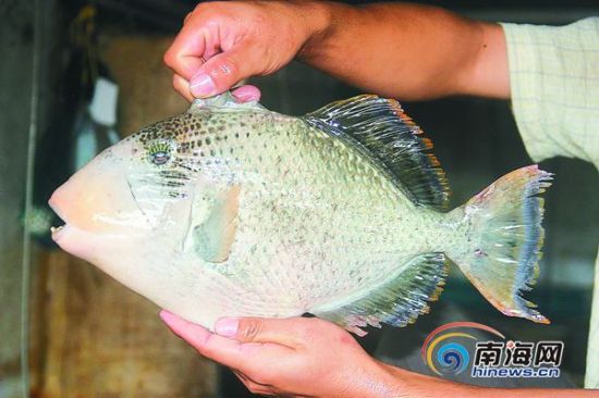 琼海渔民南沙打渔20年:见到国家巡逻船像见亲人