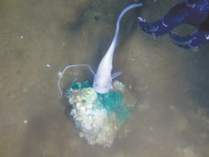 ����������ʲôǧ�ﴫ����