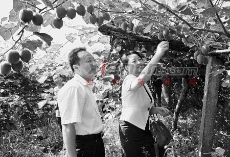 周至猕猴桃:走向世界品牌果农的“绿色银行”