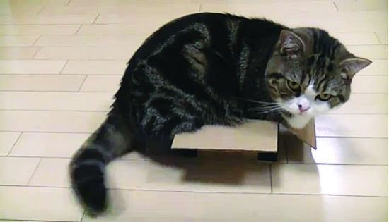 猫电影节开幕在即