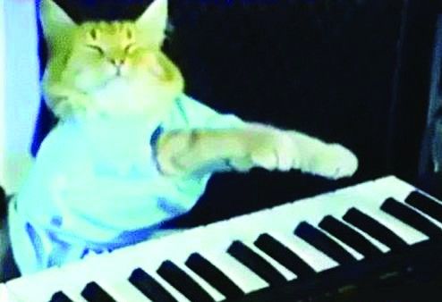 猫电影节开幕在即