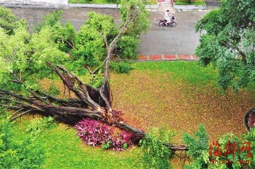 暴雨浇城爽中有险