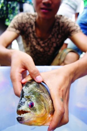 ʳ�����и����صĽ��׵�ˮ�����Ͼ�ũó�г���ͦ����