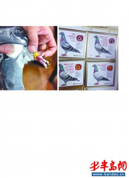 27万元买回两只鸽子养信鸽群体怕被偷被投诉