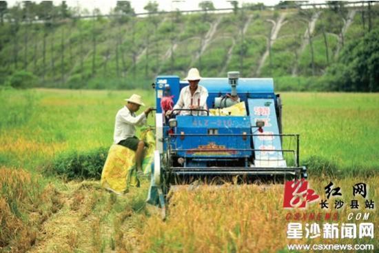 长沙县十万农机战“双抢”60万亩早稻收割接近尾声