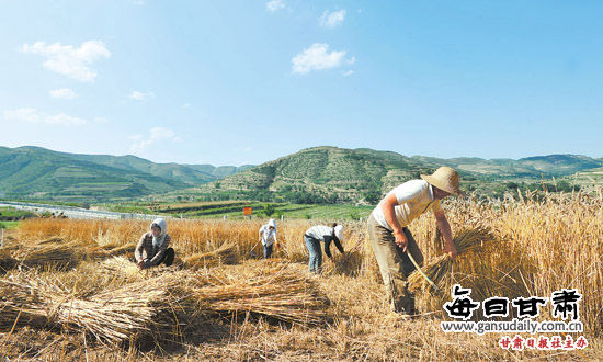 静宁县16万亩地膜小麦喜获丰收 农民正在收割
