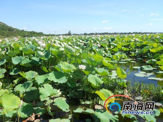 ����Ӣ���뵺�ɻ�ʪ�ش�����Ķ�ʻ�ŭ�Ŷ�����