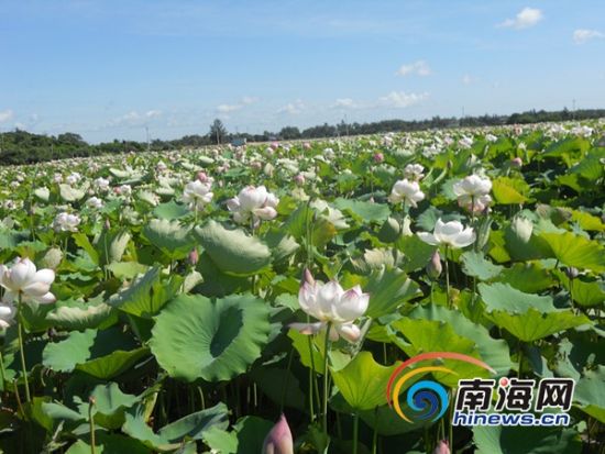 ����Ӣ���뵺�ɻ�ʪ�ش�����Ķ�ʻ�ŭ�Ŷ�����