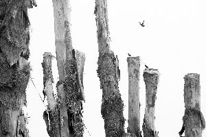 合肥天价引进古树集体死亡