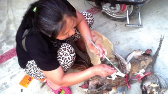 早市上,叫卖野鸡声“不绝于耳”