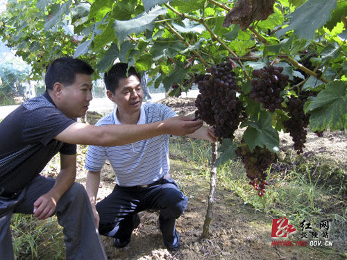 株洲市农业局督查炎陵水果质量安全工作