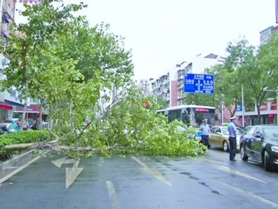 南京常府街狂风吹倒行道树 堵住快车道