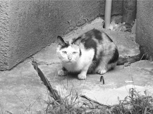 被野猫抓伤脚 却向喂猫人讨说法