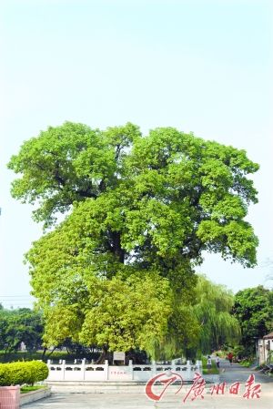 千年秋枫“夏日病”治愈