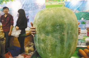 新奇品种汇聚农博会白色的茄子能祛斑