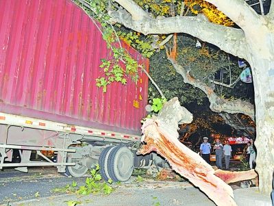 大货车闯禁区60年的法桐被“摘”掉树冠