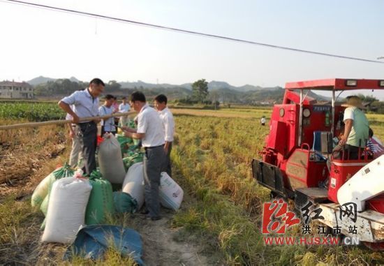 洪江市黔城镇水稻高产创建示范片亩均产量7