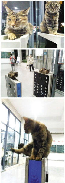 门禁上跳舞卖萌南大“宿管猫”红了