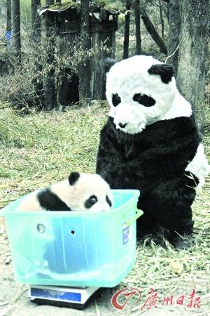 野外安家,熊猫安否?