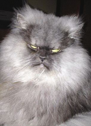 ��ȫ�����ŭ��è���ߺ�����