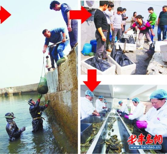 胶南琅琊海域海参开始收获 每斤能卖到近90元