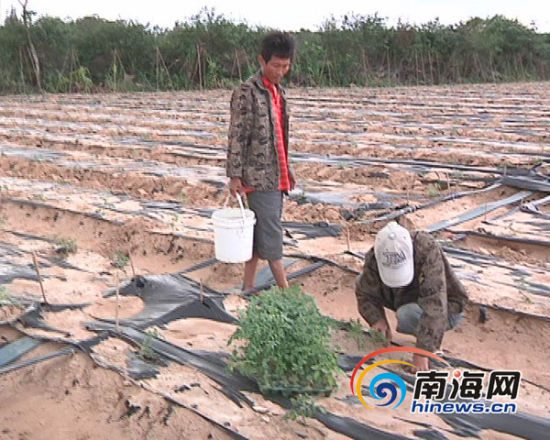 陵水:圣女果种植遭台风损坏严重 农户加紧自救