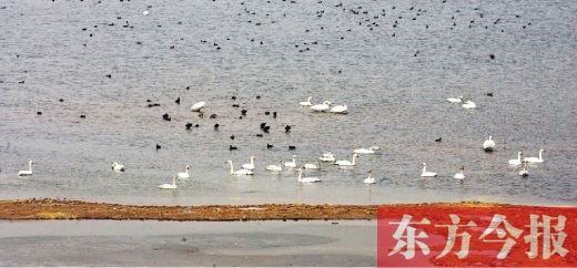 每年360余万只候鸟过境河南一起关注这些稀有“天使”