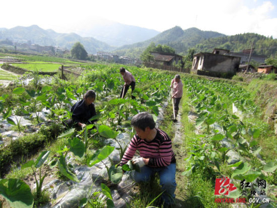 炎陵山区种香芋 农家门口能挣钱