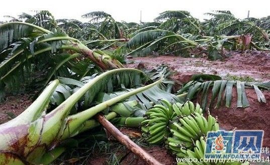 温比亚致湛江经济损失12.3亿 麻章坡头受灾严