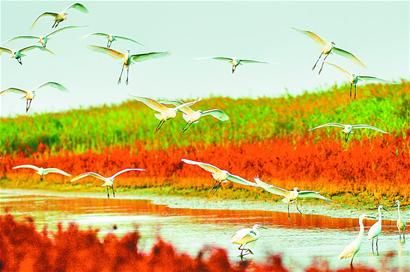 去东营旅游 看万鸟翱翔