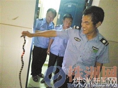 1米长毒蛇溜进<em>工大</em>女生宿舍 <em>美女</em>撤离前不忘拍