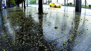 阴雨能不能克制点br/不要再下了