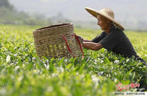 广西柳城白露茶正处生长佳期