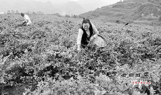 成县积极引导农民种植特色经济作物