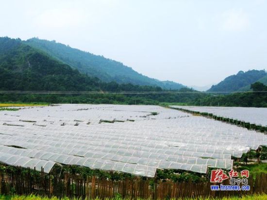 绥宁县三措并举加快项目区农民增收致富