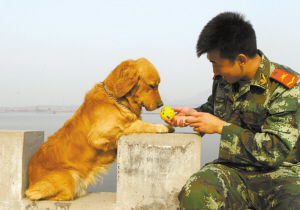 巴克搜搜再见了,我的战友!