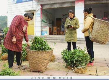 新建大型茶叶加工厂农民种茶不愁销