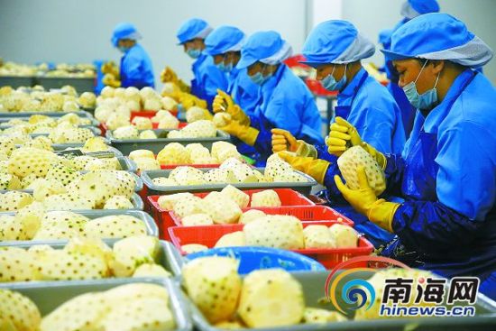 特刊：改革新航程聚焦《中共海南省委关于贯彻落实