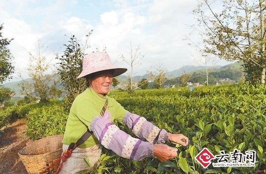 政协委员建言云南高原特色农业发展庄园经济