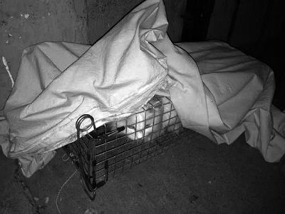 夜巡一个月 抓到盗猫人 展览路地区连续丢猫 居民自发