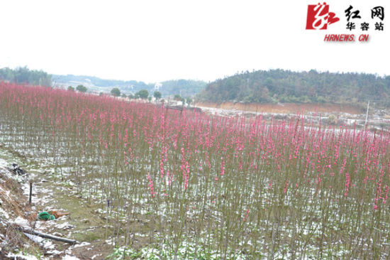 华容县:容城赏梅何处去 众人齐指梅花源