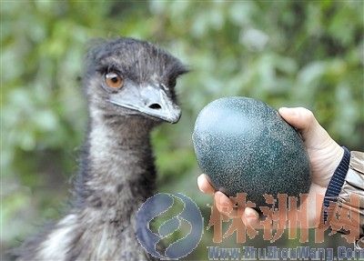株洲石峰公园里的澳洲鸵鸟下蛋了200元一枚供