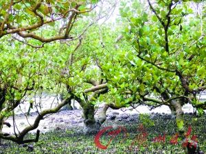 红树林，天下几人识得君