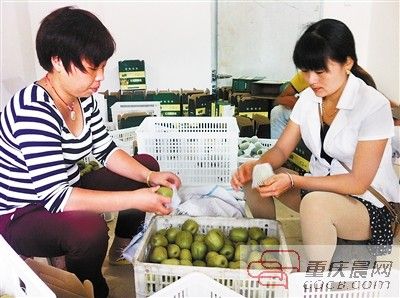 老支书回乡带村民种猕猴桃脱贫