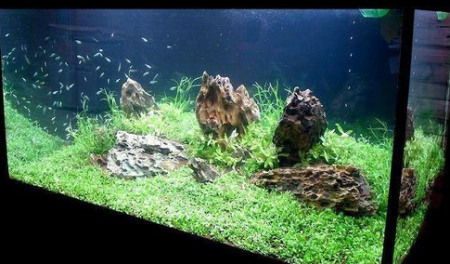 鱼缸关乎风水 怎样清洗有讲究