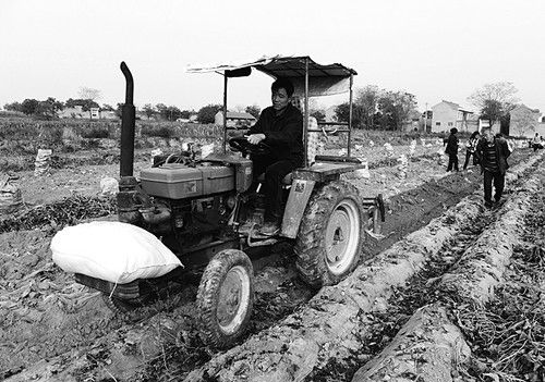 万荣县建立千亩红薯生产基地带动农民致富