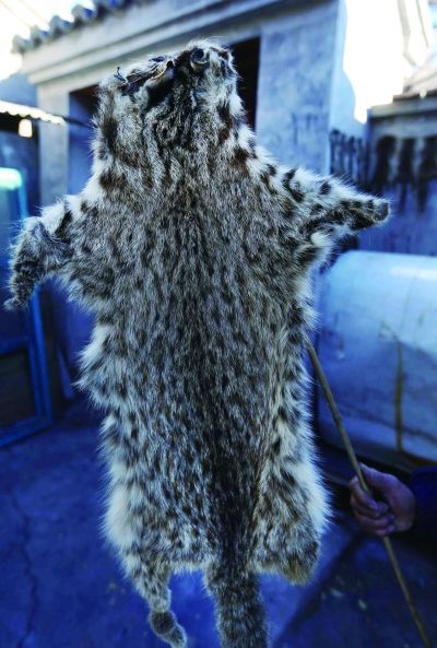 京郊农户 剥皮卖保护动物 一年猎杀百余岩松鼠
