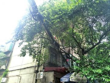 电缆纠缠树枝居民担心雨季有隐患
