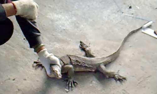 香港村民捕获一米长巨型蜥蜴 争相拍照留念(图)_新闻中心_新浪网